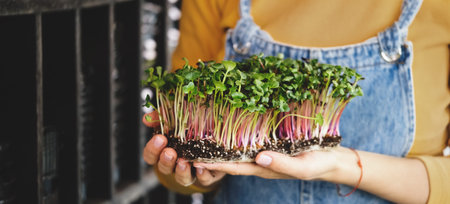 microgreen in Woman hands, Small business indoor vertical farm. Close-up of healthy vegetarian...