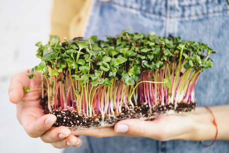 microgreen in Woman hands, Small business indoor vertical farm. Close-up of healthy vegetarian vitamin fresh food. Microgreens growing background with raw sprouts in female handsの写真素材