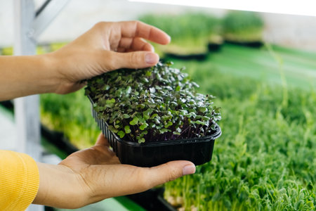 Woman holding box with microgreen, Small business indoor vertical farm. Close-up of healthy...