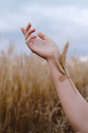 Woman hand with wheat stuck with plaster on arm. National food code of Ukrainians. People soak culture up in blood concept. damaged arm over grain field backgroundの写真素材