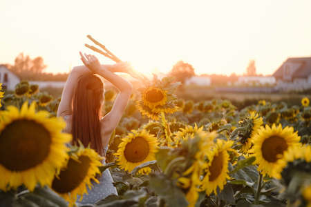 Woman on sunflower field young cheerful person holding hands up in air and looking at sunrise, sunset. Enjoy moment on blossoming sunflower field. rural independent lifeの写真素材