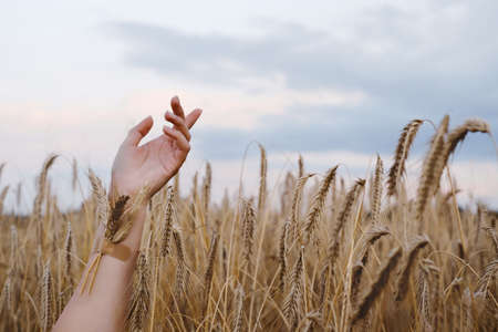 Woman hand with wheat stuck with plaster on arm. National food code of Ukrainians. People soak culture up in blood concept. damaged arm over grain field backgroundの写真素材