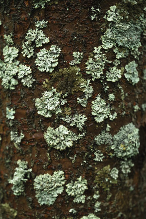 Forest background. Textured bark of old adult tree in garden, covered with gray, yellow moss,...