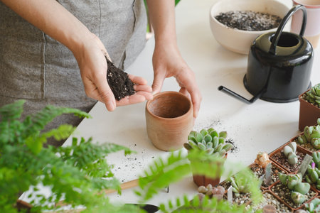 Putting soil for plants in pot during repotting or transplantation of succulents in ceramic pot. Hand holding black soil. Top view, copy space, white background. Home gardening hobby.の写真素材