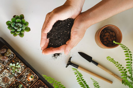 Putting soil for plants in pot during repotting or transplantation of succulents in ceramic pot. Hand holding black soil. Top view, copy space, white background. Home gardening hobby.の写真素材