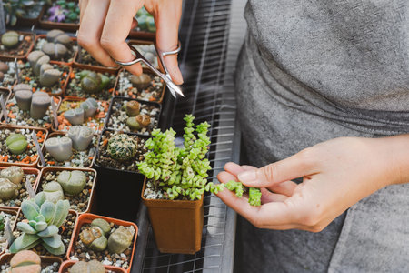 Hands pruning plant with scissors at greenhouse. Seedling succulent. Crassulaの写真素材