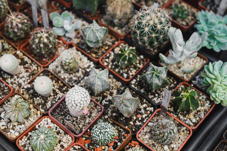 Set of succulent plants in pots grown for sale. Florist small business, vertical garden in the city. Selection of cactuses in the shop on shelfs. Top viewの写真素材