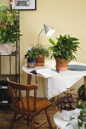 Reading place near houseplants. Green relax zone in the room with opened book and potted flowers. Nobody. Boho style. eco design in cozy house.の写真素材