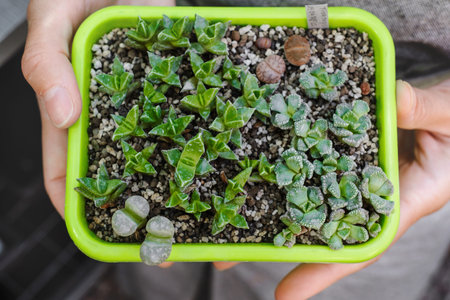 Succulent plants nursery in tray. Woman holding variety Small cactuses grown for sale in tray in the...