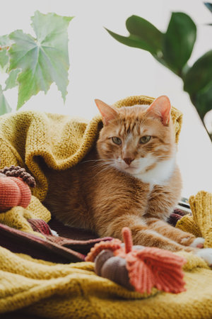 cat is sitting on warm knitted sweater in winter on the windowsill. Cosy home atmosphere with decorative handmade knit pumpkins. Copy spaceの写真素材