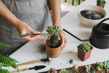 Repotting plant concept. Woman hands repotting succulent house plant Echeveria. Plant roots in soil with gardening stylish tools, ground, drainage and clay pots. Home gardening calming hobbyの写真素材