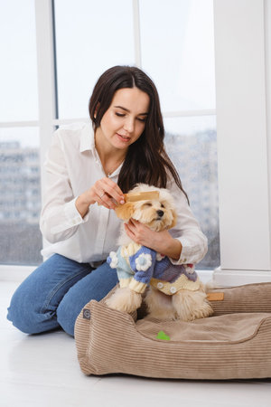 Woman sitting on the floor, grooming maltipoo dog that looks content in owners hands. Taking care of pet.の写真素材