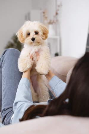 Woman gently holding creamy maltipoo dog in her arms. Cute pet friend at homeの写真素材