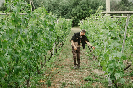 Man walking between vineyard rows inspecting green grapevines