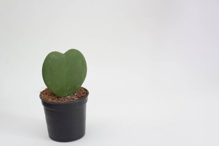 Heart cactusの写真素材