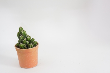 Cactusの写真素材