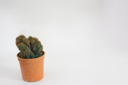Cactusの写真素材