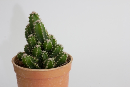 Cactusの写真素材