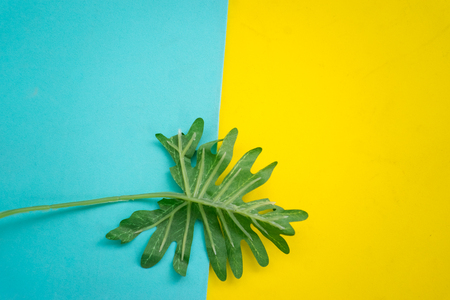 Fern on blue and yellow pastel backgroudの写真素材
