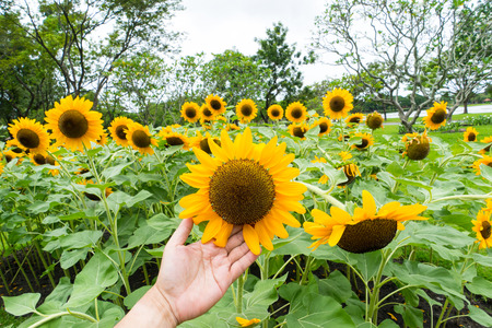 Hand touch beautify sun flow in lovely day feel happyの写真素材
