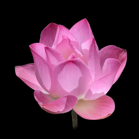 Isolated Pink Lotus on Black Backgroundの写真素材