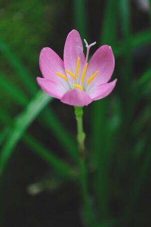 Buadin flowerの写真素材