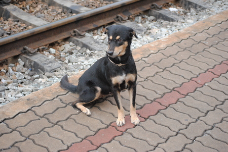 dogの写真素材