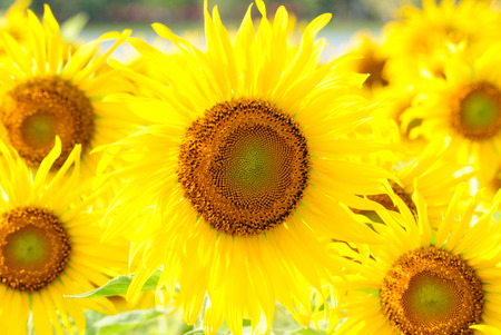 sunflower bloomの写真素材