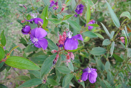 flower on mountain,violet  flower on the florest,beuatiful flower,flower on the mountain,rose of chaingmai,flower of thailand,Flower of the country,の写真素材