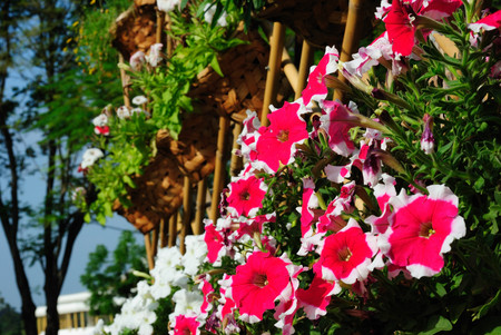 field flowerの写真素材