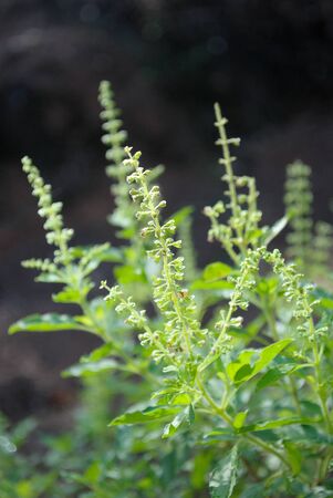 Basil in southern asiaの写真素材