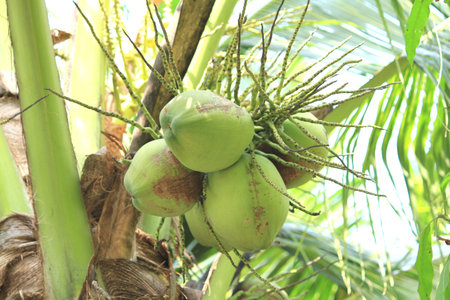 coconut