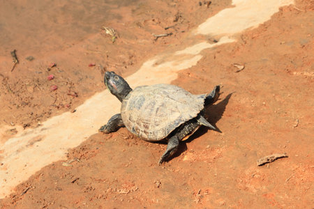 turtle