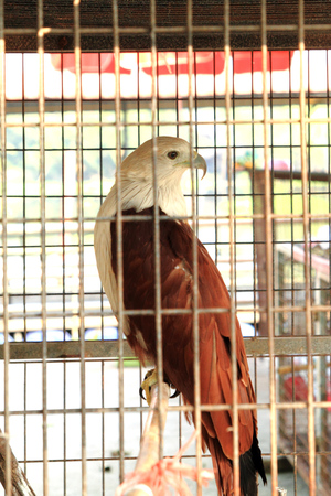 hawk in a cageの写真素材