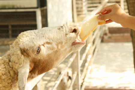 shepherdの写真素材