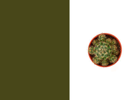 Layout design cactus isolated on white and green background. Flat lay.の写真素材