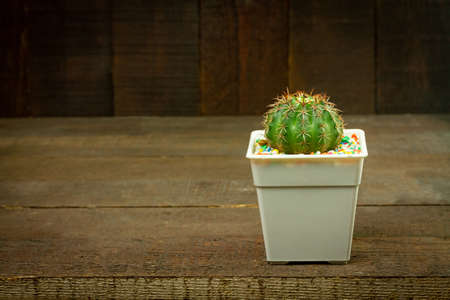 Single Cactus in white pot on wooden background.の写真素材