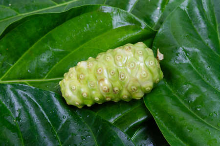 Noni fruit or Morinda Citrifolia on green leaf background.の写真素材