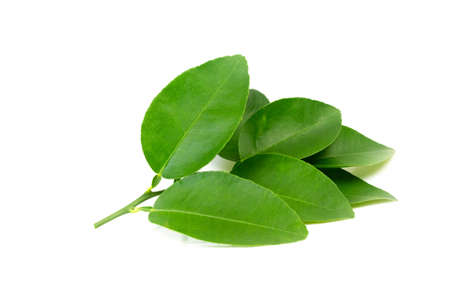 Lime branch and leaf isolated on white background.の写真素材