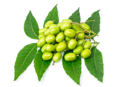 Fresh Neem fruit on neem green leaf isolated on white background.の写真素材
