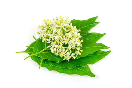 Neem flower on neem leaves isolated on white background.