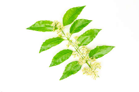Neem flower on neem leaves isolated on white background.の写真素材