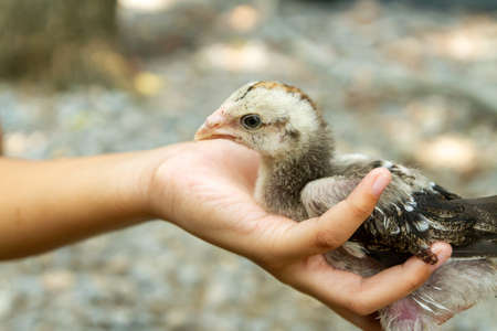 Hand holding baby chick, selective focus.の写真素材