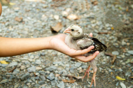 Hand holding baby chick, selective focus.の写真素材