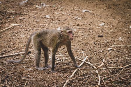 Alone monkey standing on ground.
