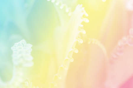 Blur green leaf and pastel color subtle background.の写真素材