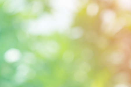 Blur green leaf and bokeh background  from nature forest.の写真素材