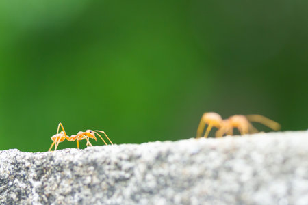 Red ants walking on the steep cement and blur green background.