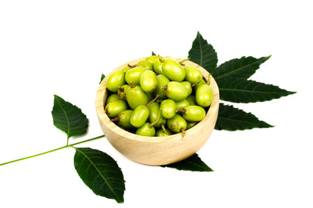 Fresh Neem fruit in wooden bowl with leaf isolated on white background. Neem fruit is an excellent...