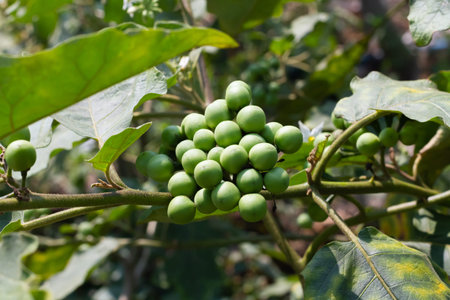 Pea eggplant or Turkey berry on plant. Solanum torvum is ingredients for cooking Thai food.の写真素材